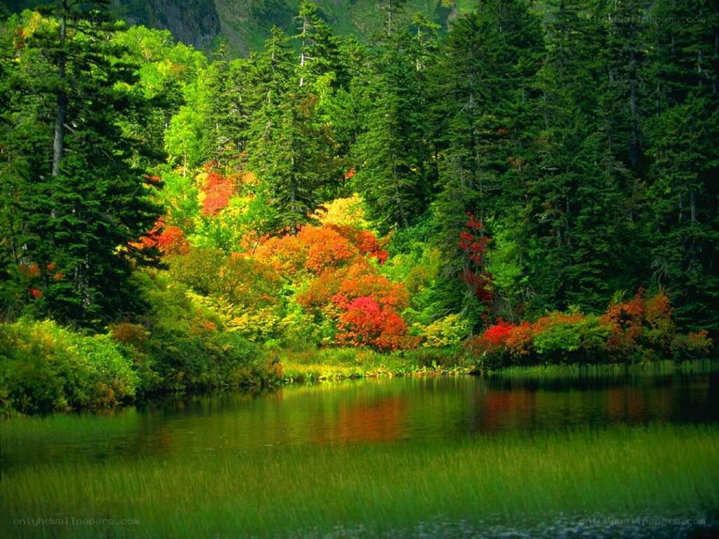 Autumn forest by a lake