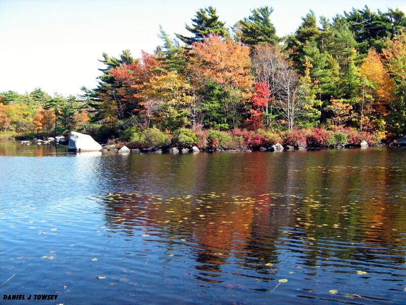 Autumn forest by a lake