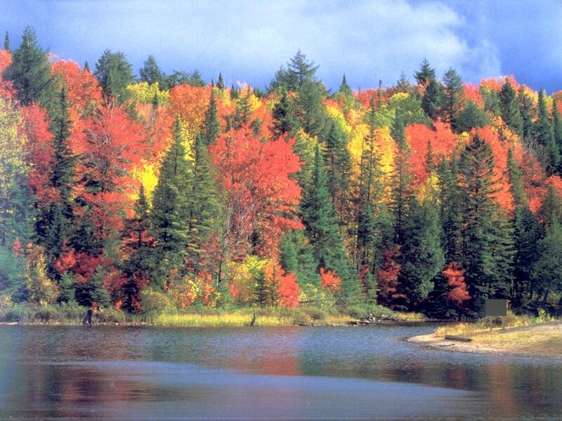Autumn forest by a lake