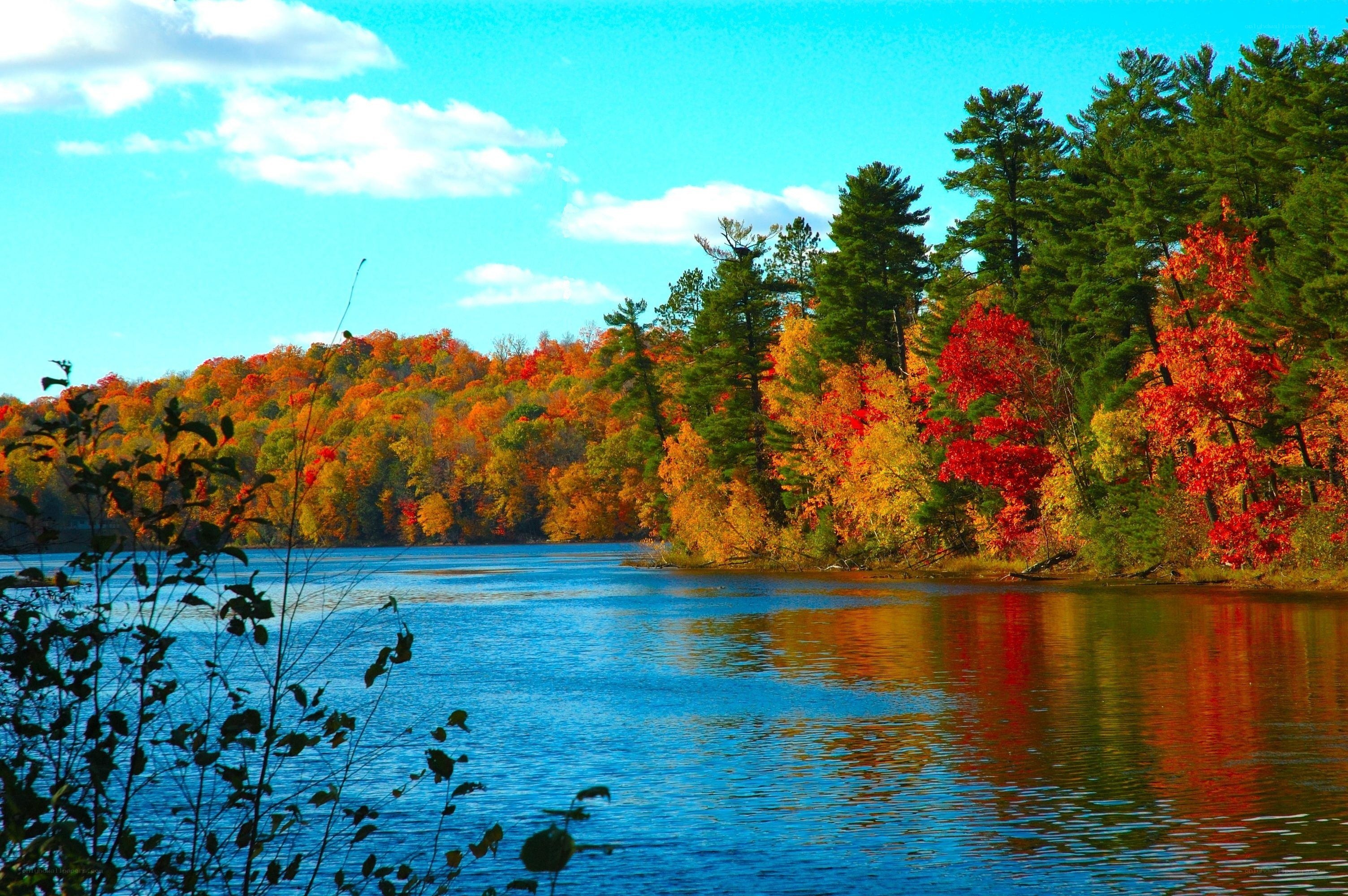 Autumn forest by a lake