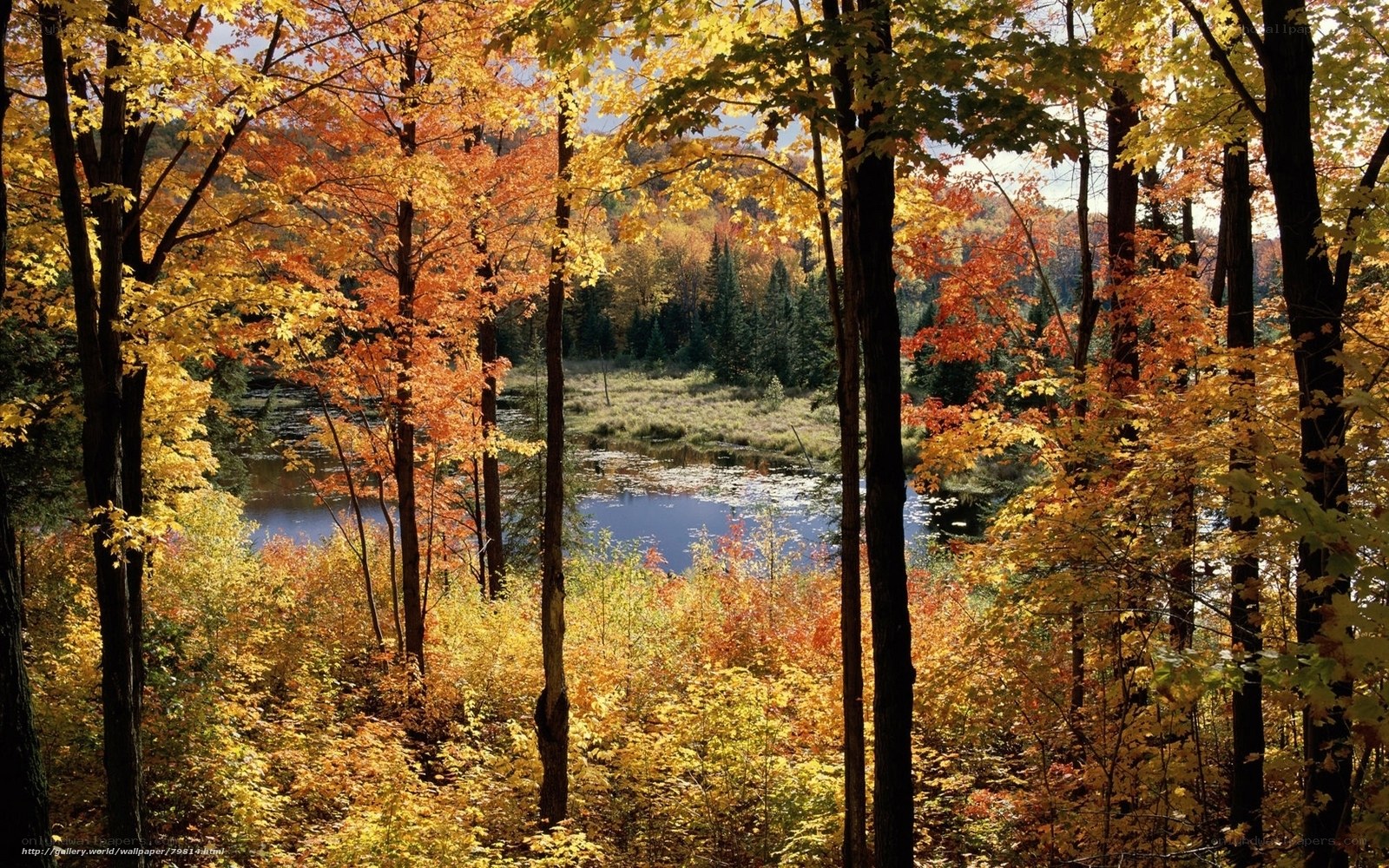 Autumn forest by a lake