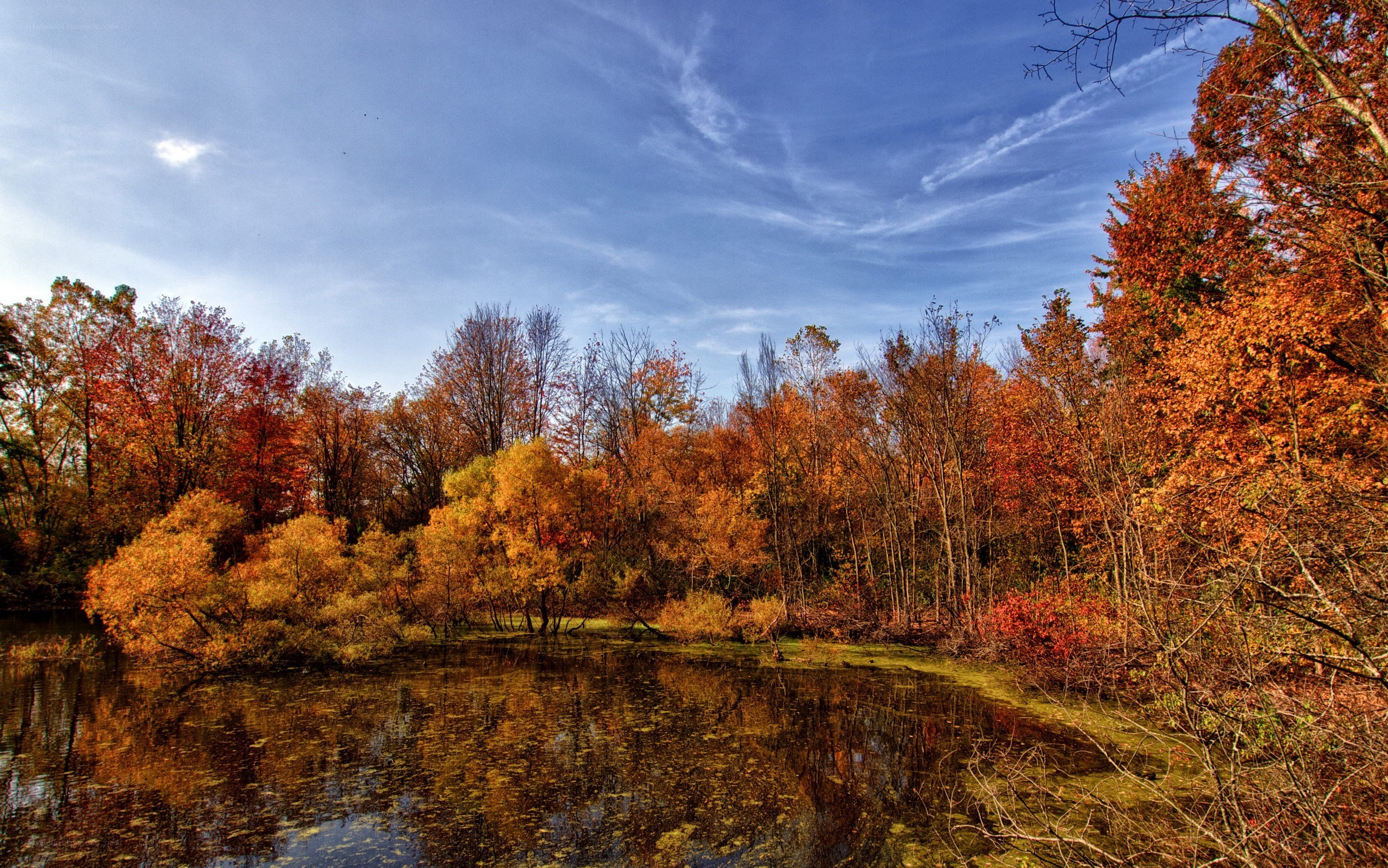 Autumn forest by a pond