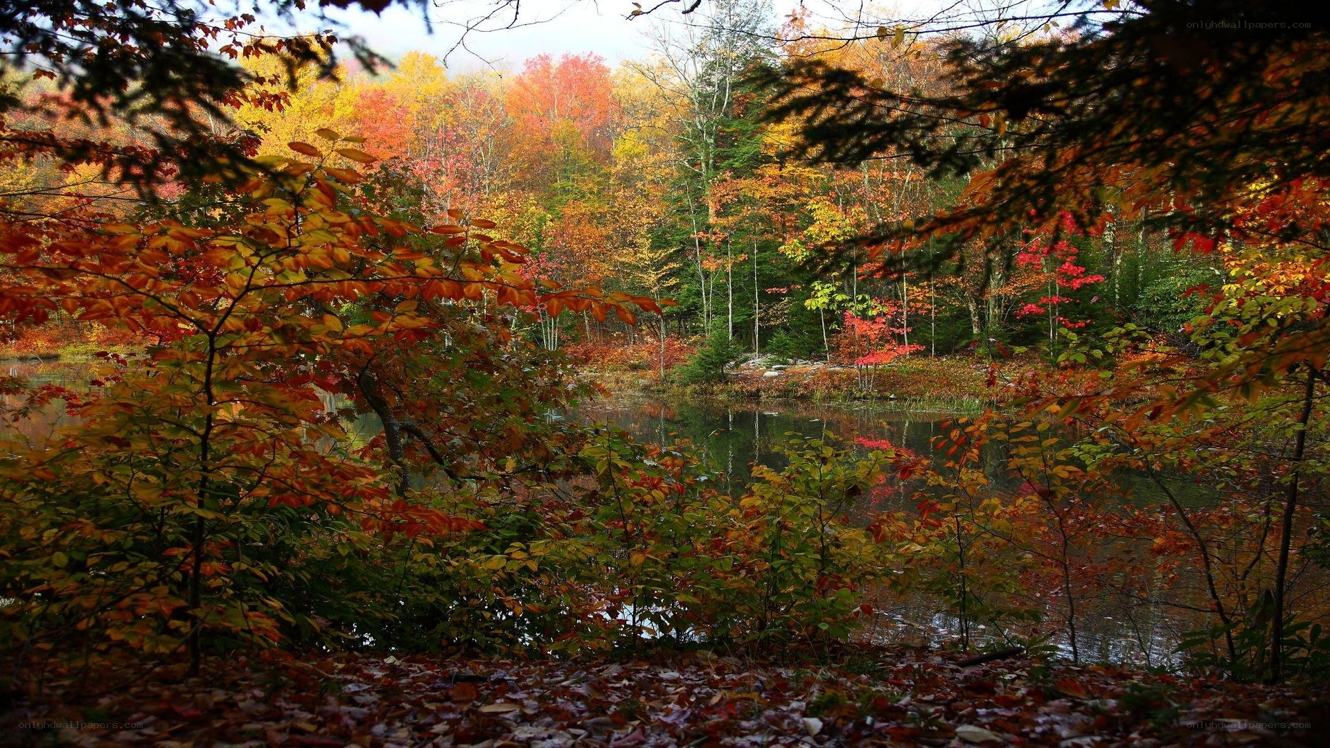 Autumn forest by a pond