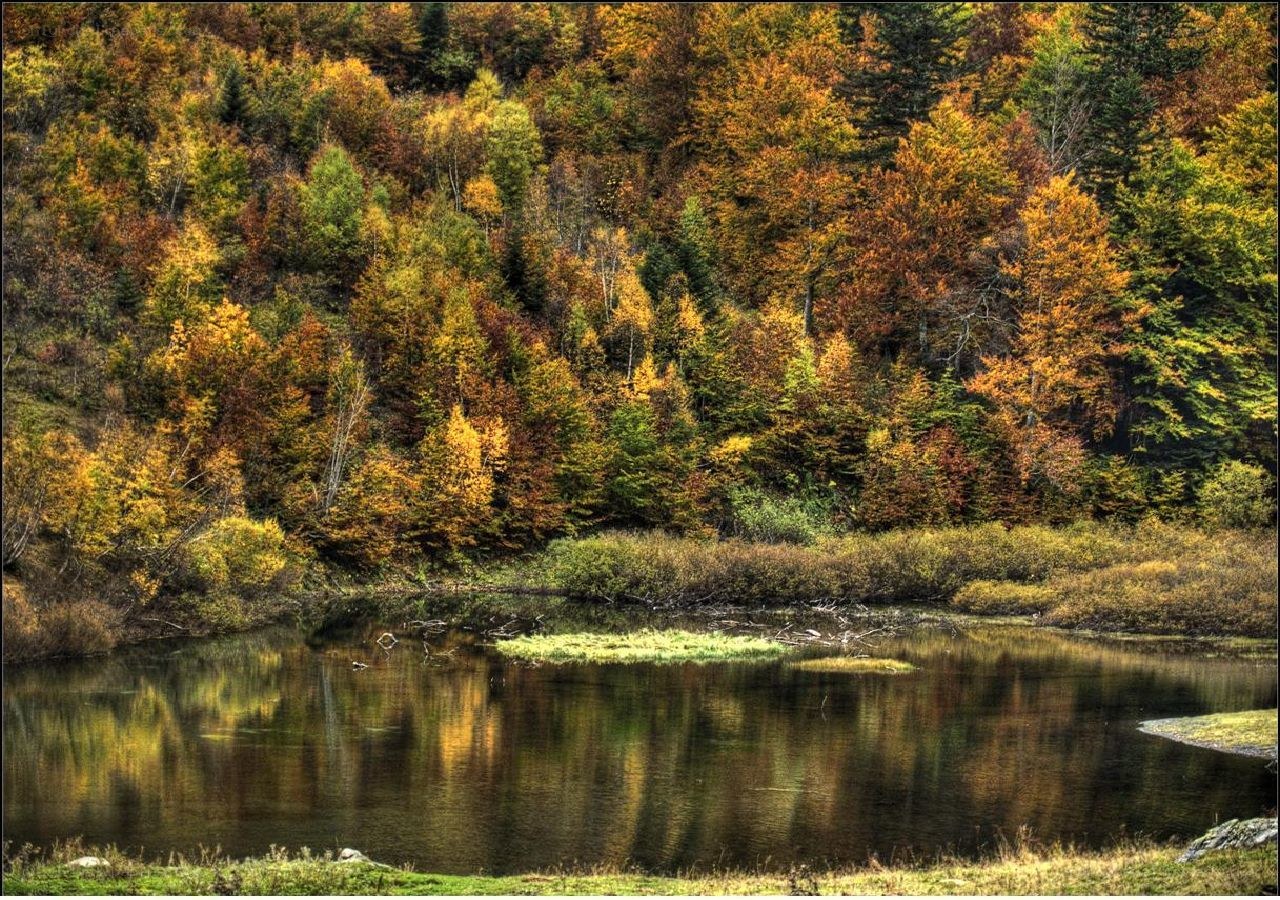 Autumn forest by a pond
