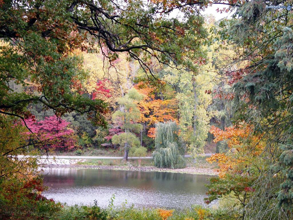 Autumn forest by a pond