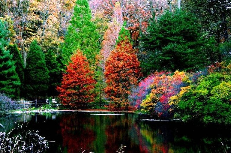 Autumn forest by a pond