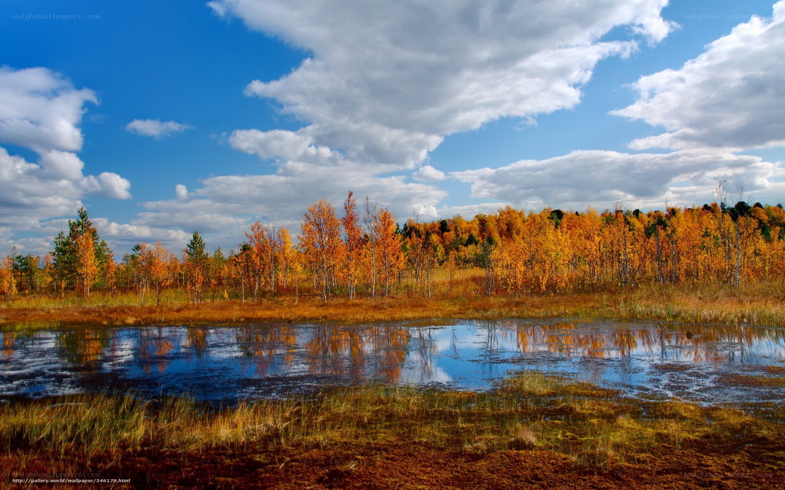 Autumn forest by a pond