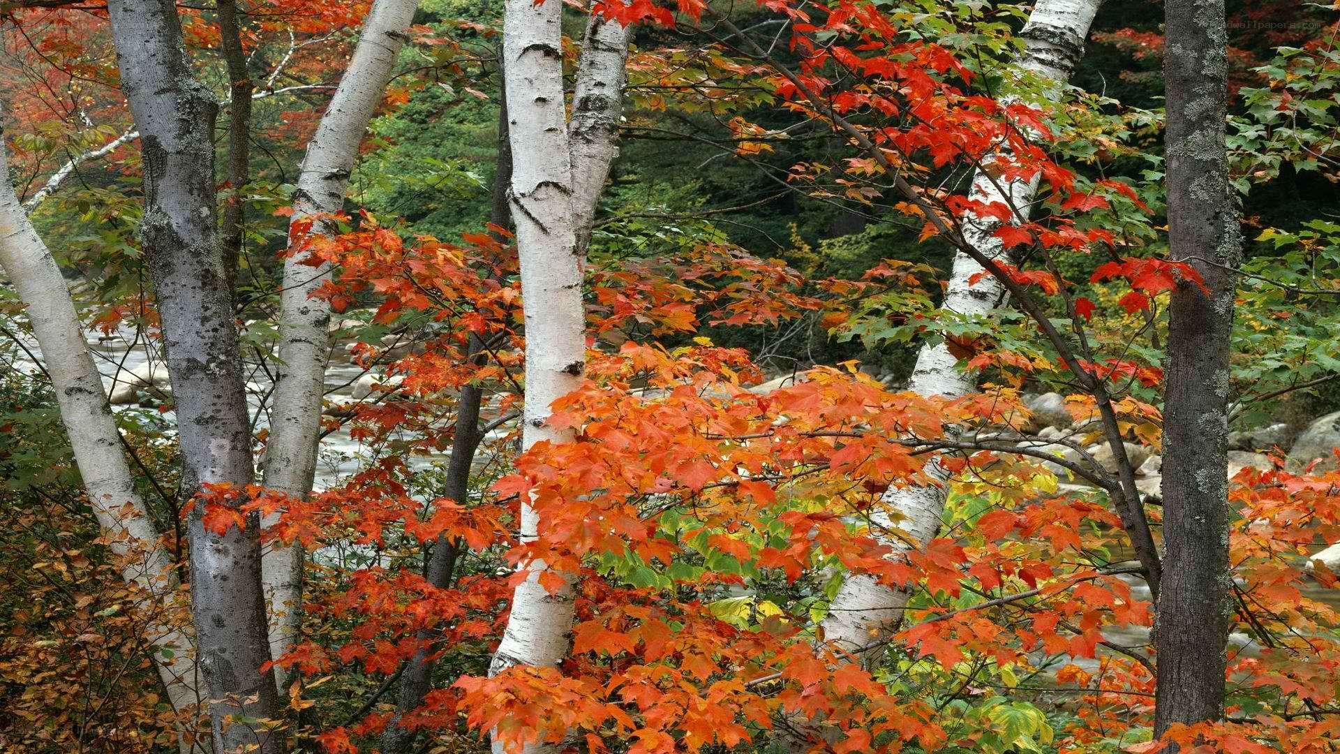 Autumn forest by a river