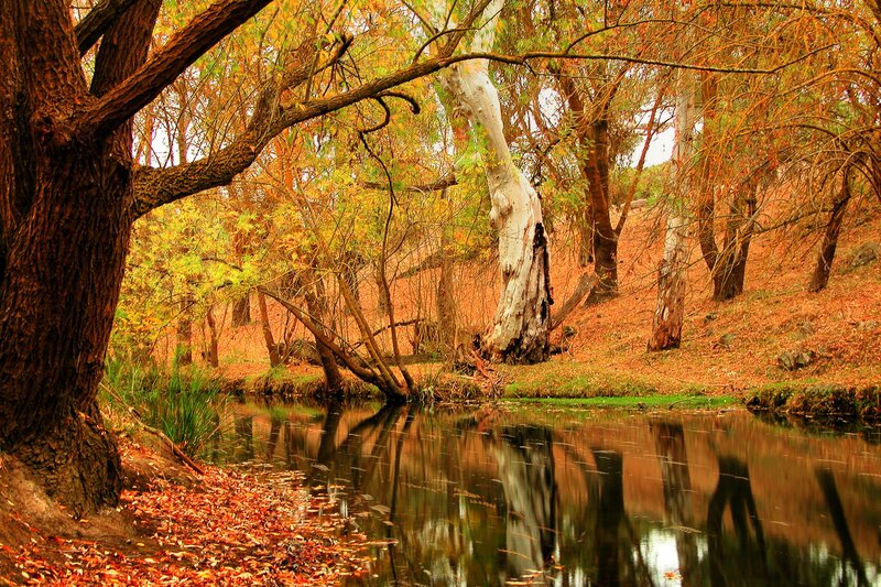 Autumn forest by a river