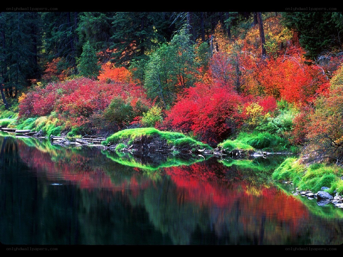 Autumn forest by a river