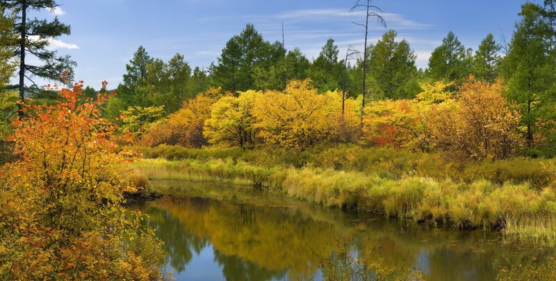 Autumn forest by a river