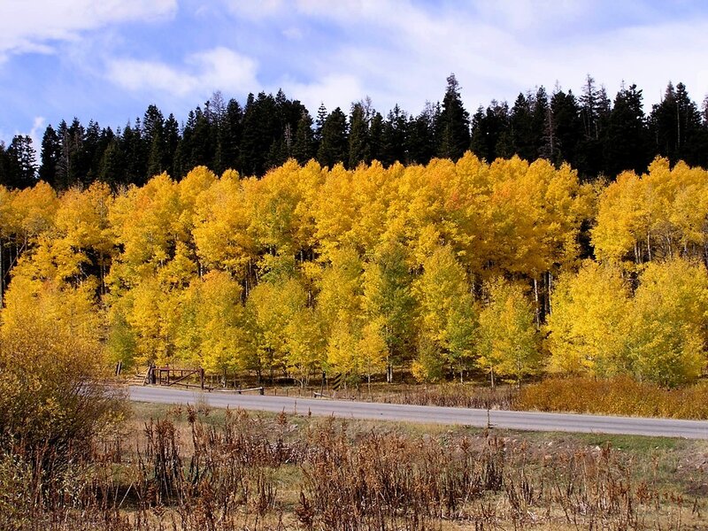 Autumn forest by a road