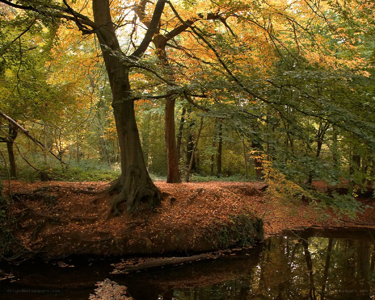 Autumn forest by a stream