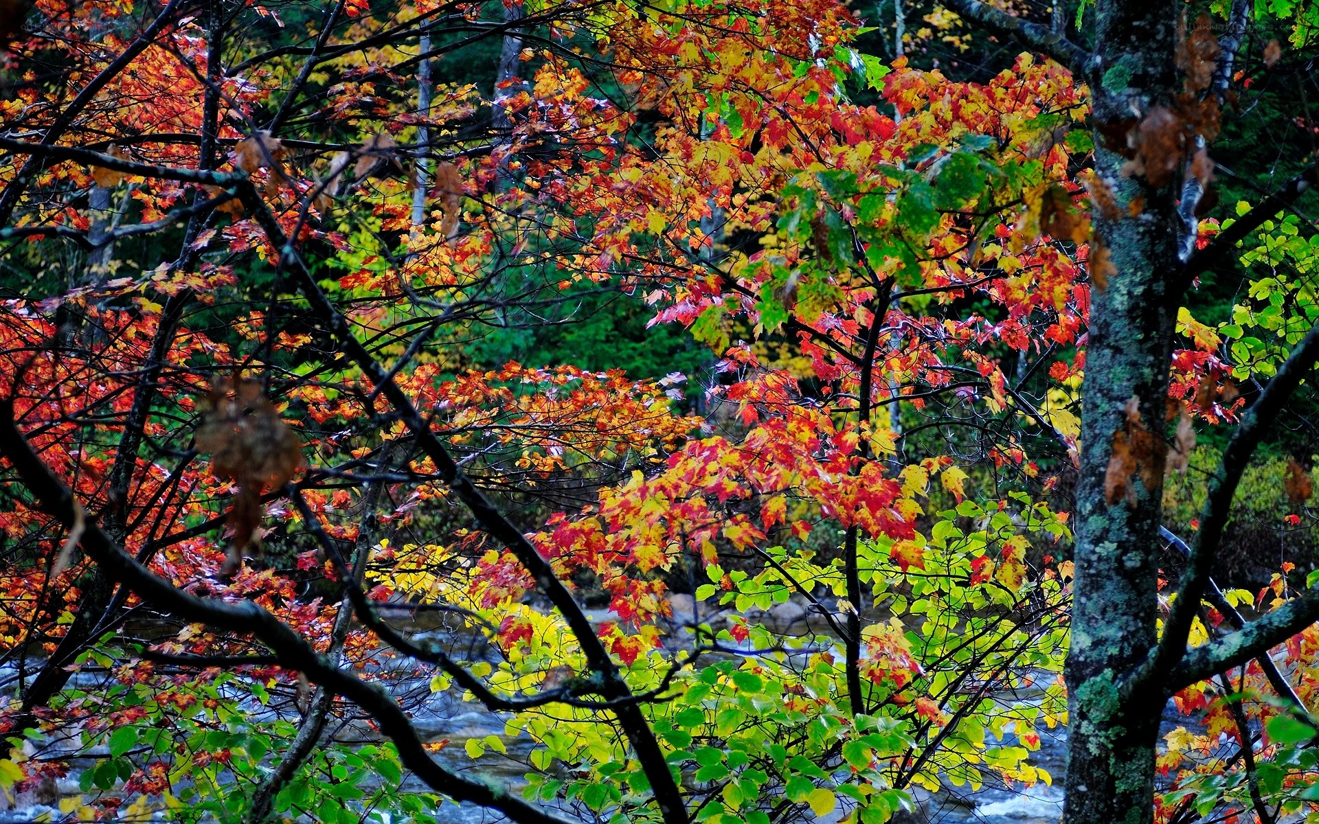 Autumn forest by a stream
