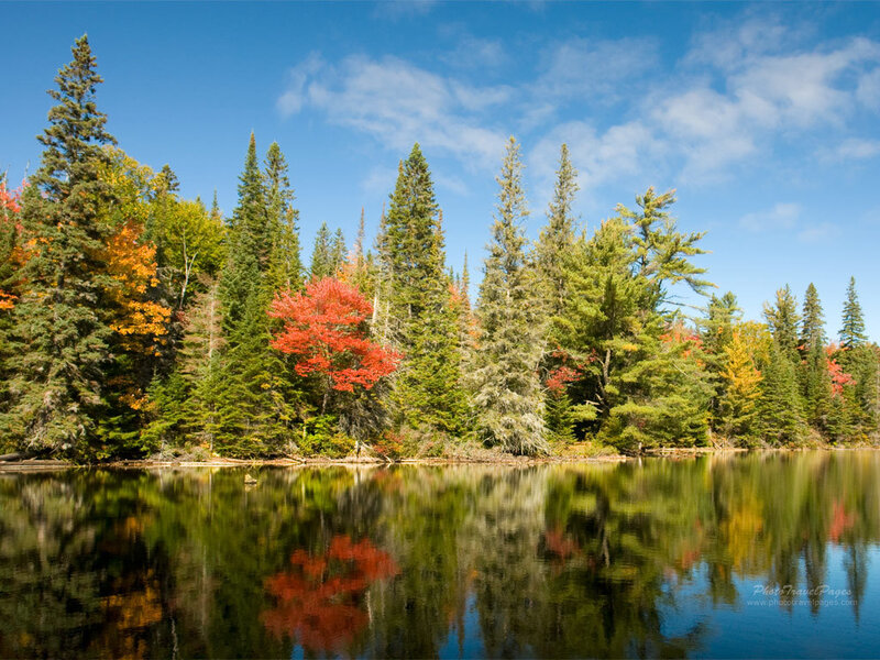 Autumn Forest by Lake — Blue