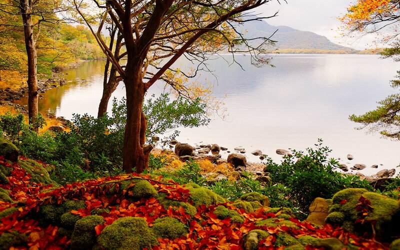Autumn Forest by Lake — Green, Serene, Photograph, Trees, Mountain