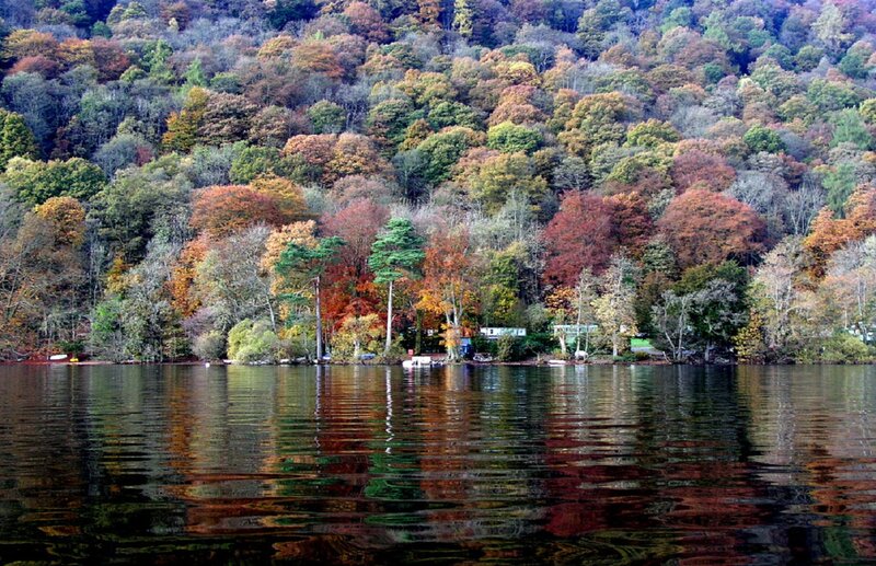 Autumn Forest by Lake — Green, Serene