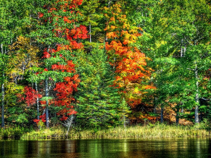 Autumn Forest by Lake — Green