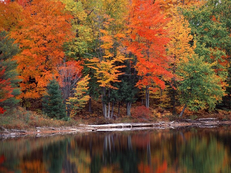 Autumn Forest by Lake — Orange, Serene, Photograph, Trees, Fall Foliage, Driftwood