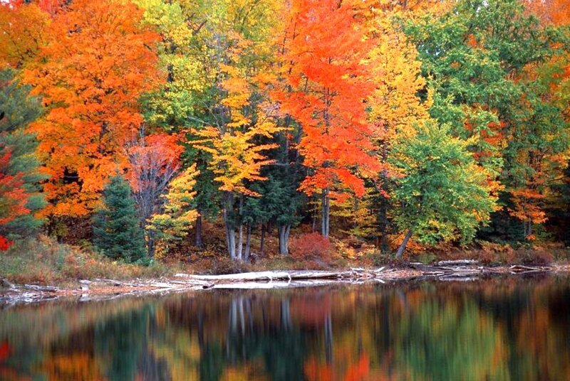 Autumn Forest by Lake — Orange, Serene, Photograph, Trees, Fall Foliage