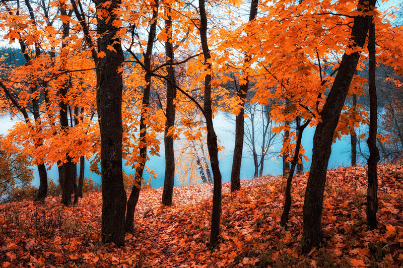 Autumn Forest by Lake — Orange, Serene, Photograph, Trees, Leaves