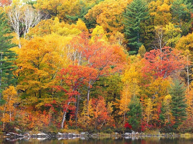 Autumn Forest by Lake — Orange, Serene, Photograph, Trees, Red