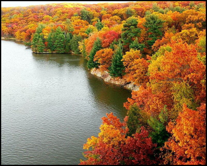 Autumn Forest by Lake — Orange, Serene