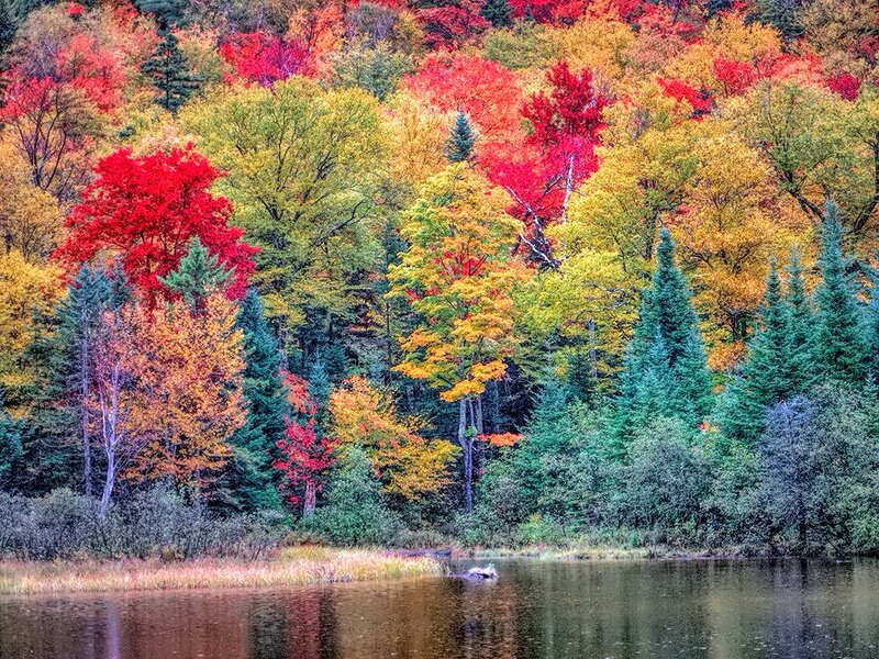 Autumn Forest by Lake — Red, Serene, Photograph