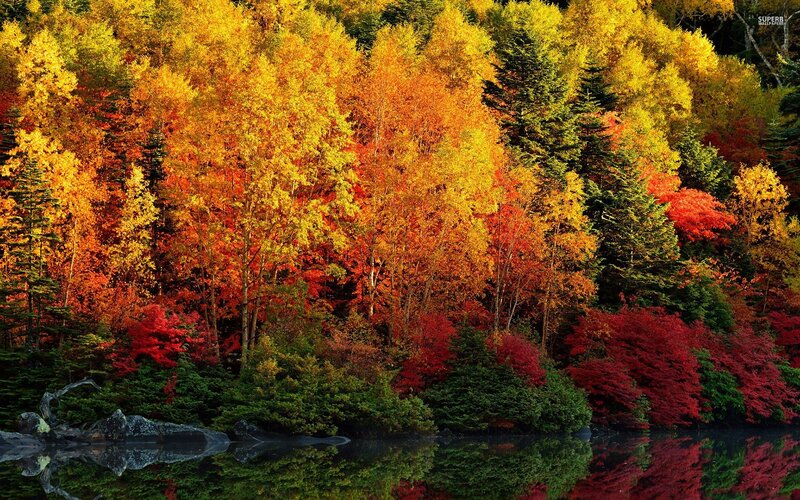 Autumn Forest by Lake — Red, Serene, Photograph, Trees, Reflection, Rocks