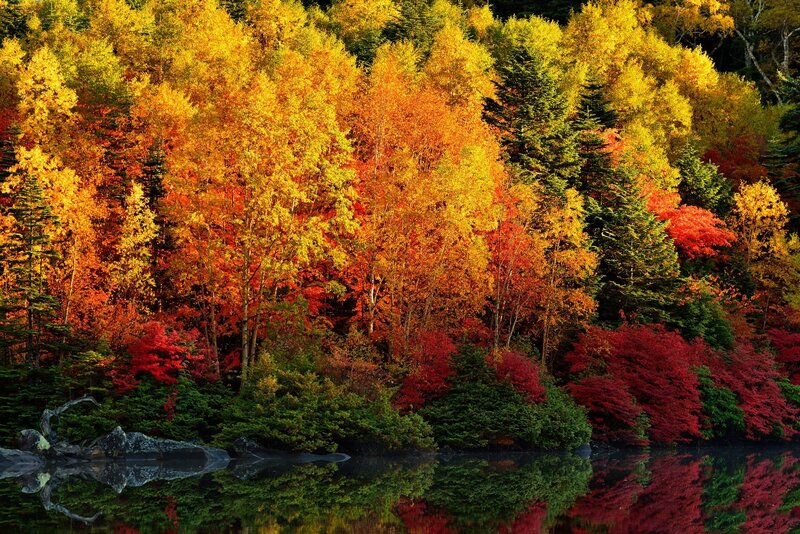 Autumn Forest by Lake — Red, Serene, Photograph, Trees, Reflection