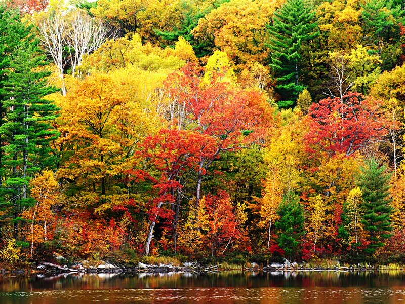 Autumn Forest by Lake — Red, Serene, Photograph, Trees