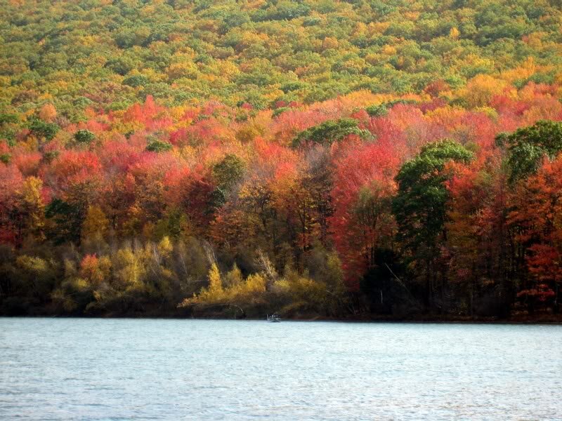 Autumn Forest by Lake — Red