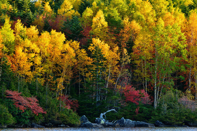 Autumn Forest by Lake — Yellow, Serene, Photograph, Trees, Rocks