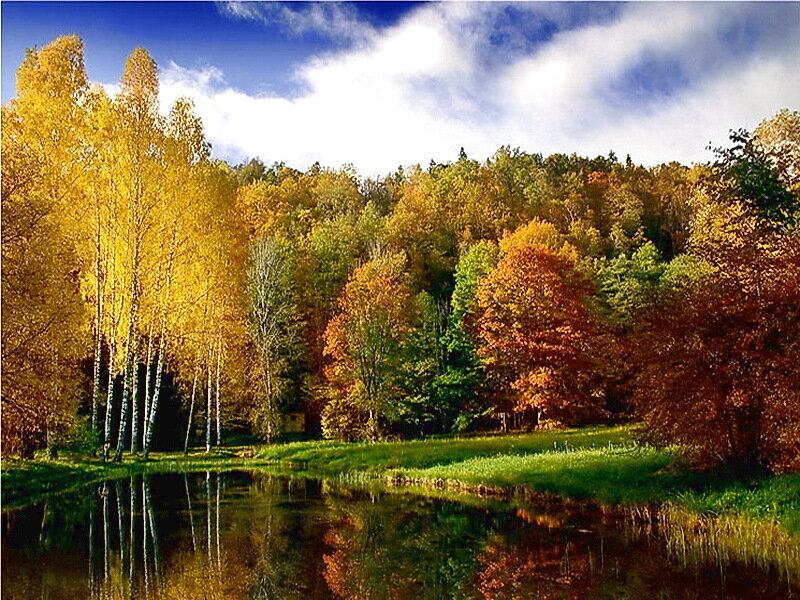 Autumn Forest by Lake — Yellow