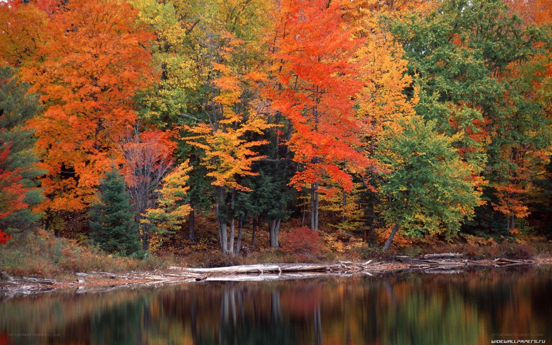 Autumn forest by lake