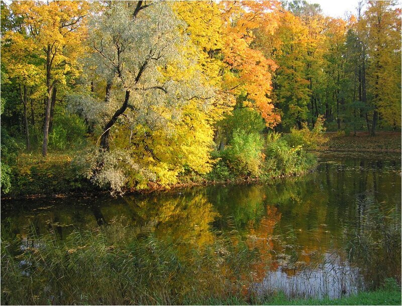 Autumn Forest by Pond