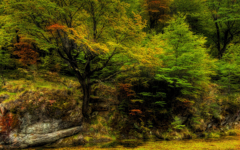 Autumn Forest by River — Green