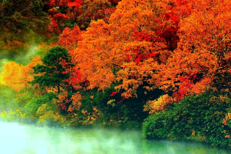 Autumn Forest by River — Orange