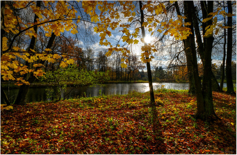 Autumn Forest by River — Yellow