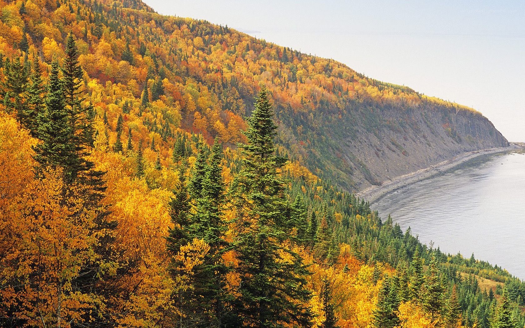 Autumn forest by the coast