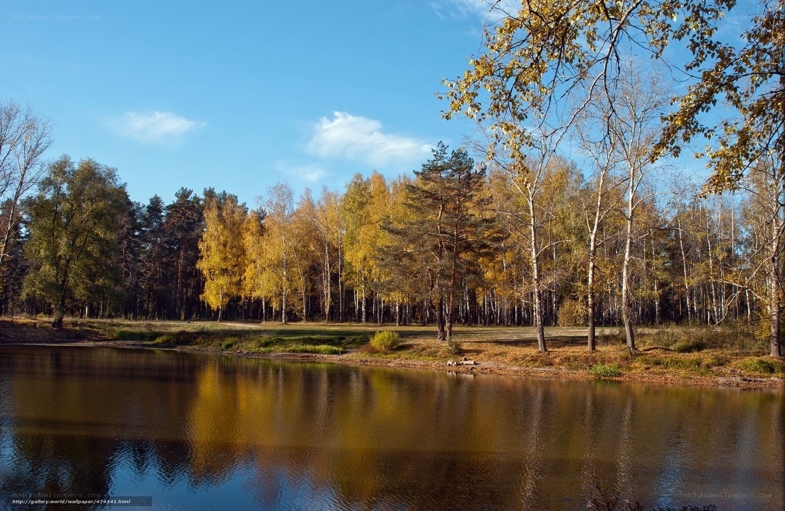 Autumn forest by the lake