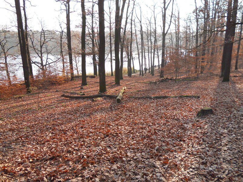 Autumn forest by the lake