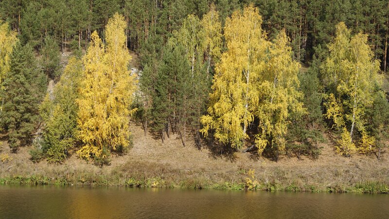 Autumn forest by the lake