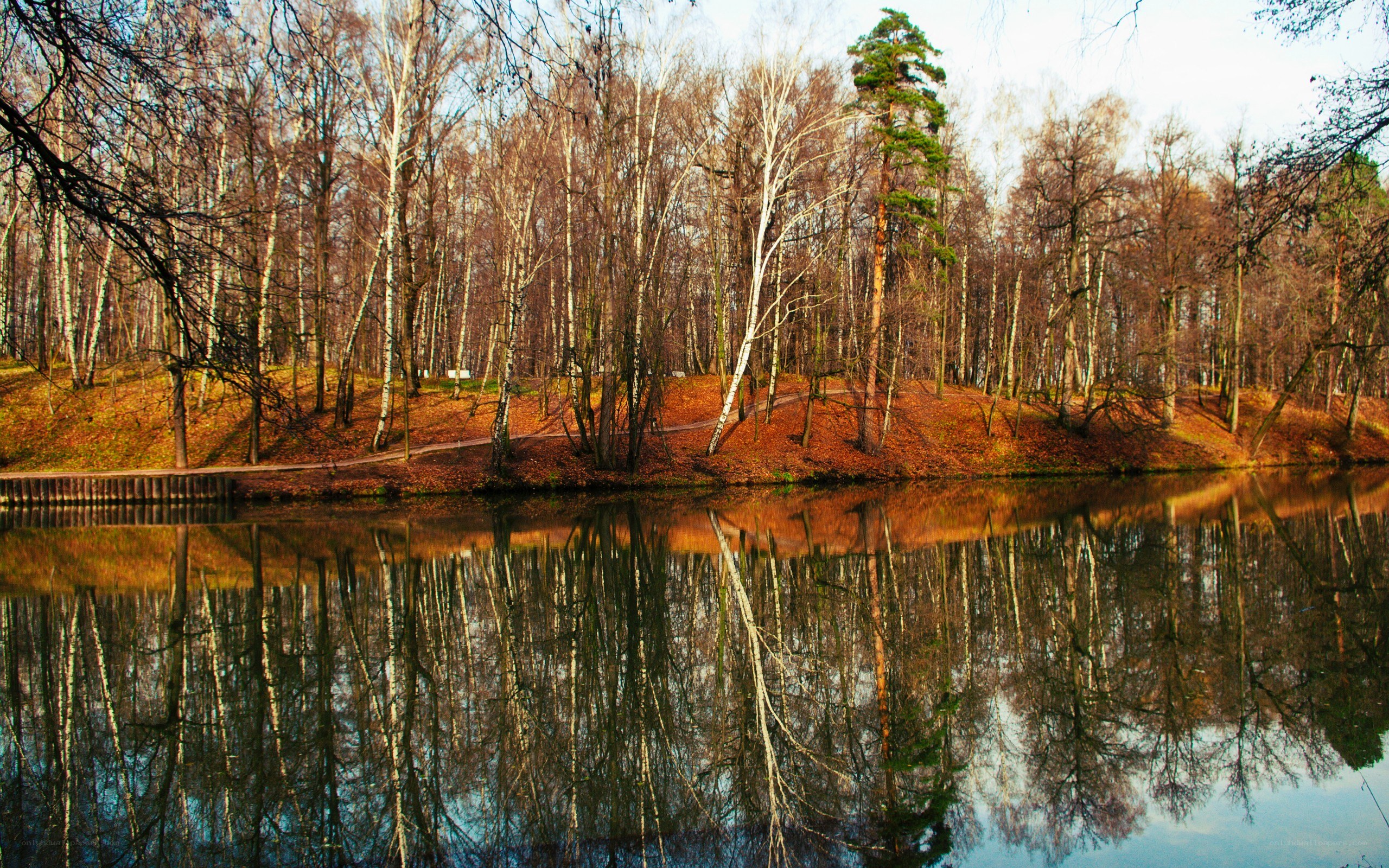 Autumn forest by the lake