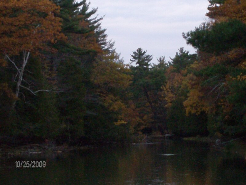 autumn forest by the lake