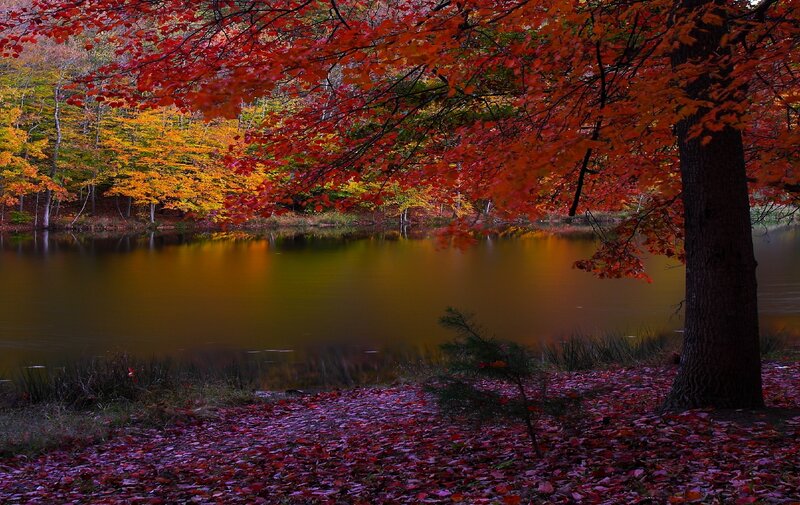 Autumn forest by the lake