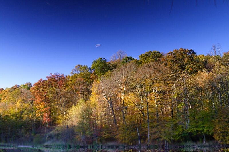 Autumn forest by the lake