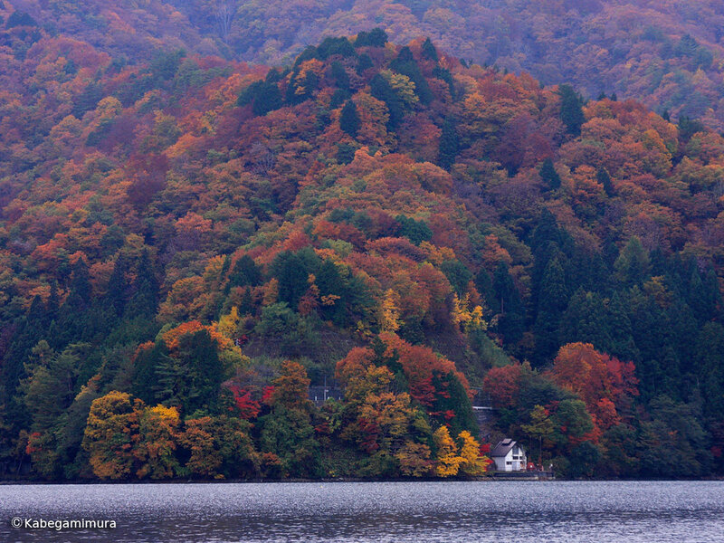 Autumn forest by the lake