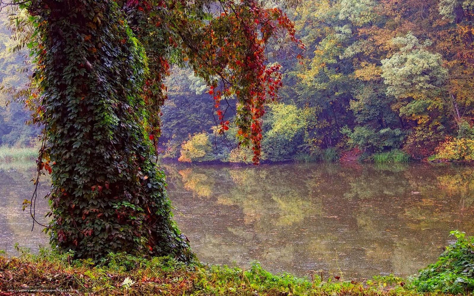 Autumn forest by the lake
