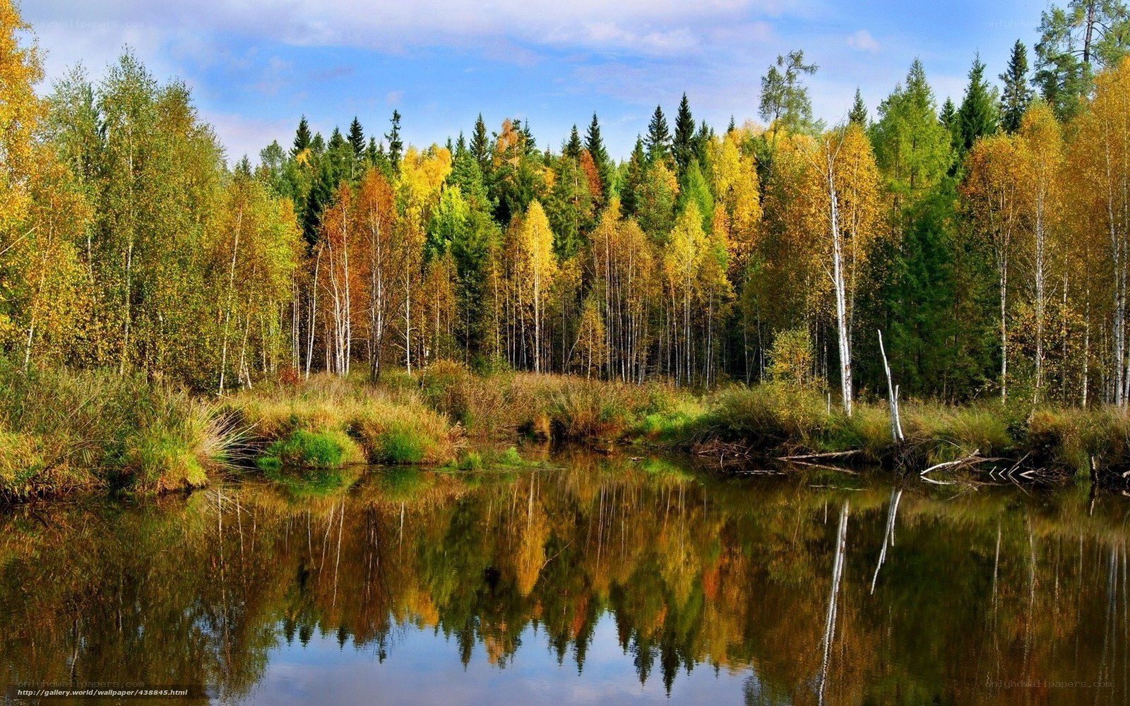 Autumn forest by the lake